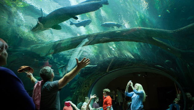 Billet pour l’Académie des Sciences de Californie - Photo 2