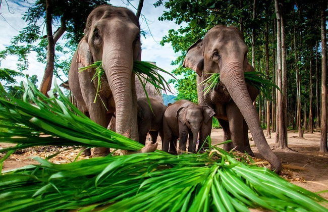 Circuito de 5 días desde Bangkok hasta Chiang Mai - Photo 6
