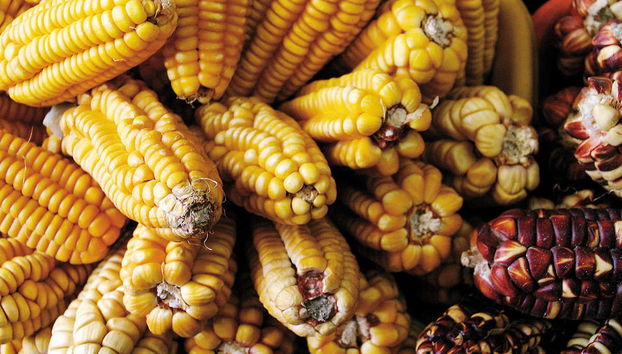 Laboratorio di ceviche, pisco sour e causa limeña + Tour di un mercato locale - Foto 3