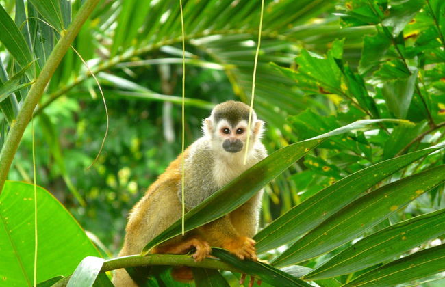 Excursión al Parque Nacional Manuel Antonio - Foto 6