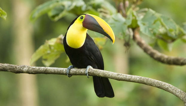 Excursión al Parque Nacional Manuel Antonio - Foto 4