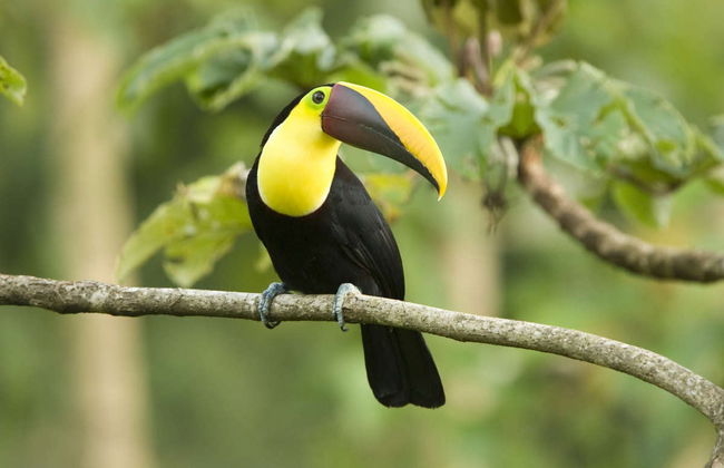 Excursión al Parque Nacional Manuel Antonio - Foto 4