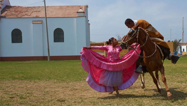 Espectáculo de marinera con caballos peruanos de paso - Foto 3