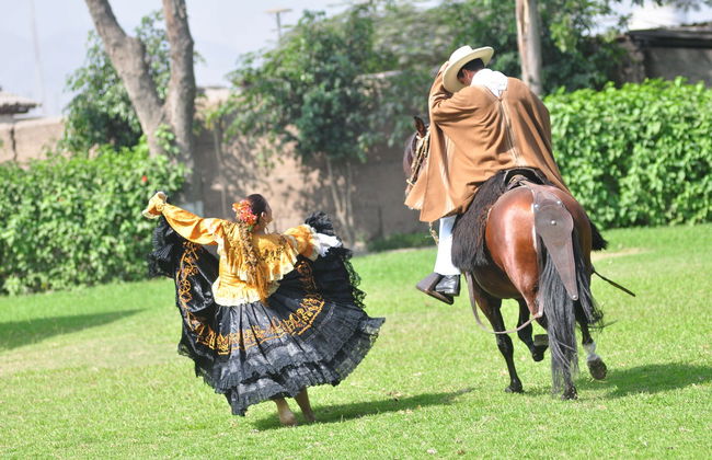 Espectáculo de marinera con caballos peruanos de paso - Foto 7