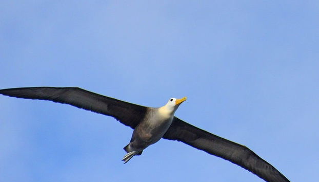 Escursione a Hispaniola - Foto 5
