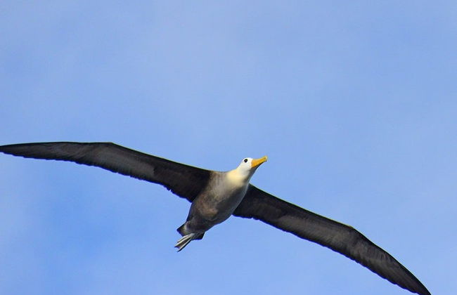 Excursion à l'île Española - Photo 2