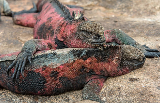 Española Island Day Trip - Foto 6