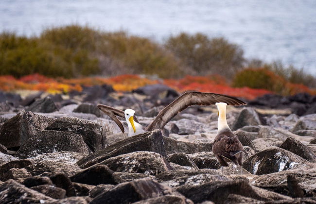 Española Island Day Trip - Foto 7