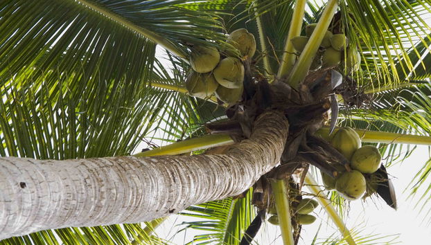 Excursión a la playa Las Gatas - Foto 4