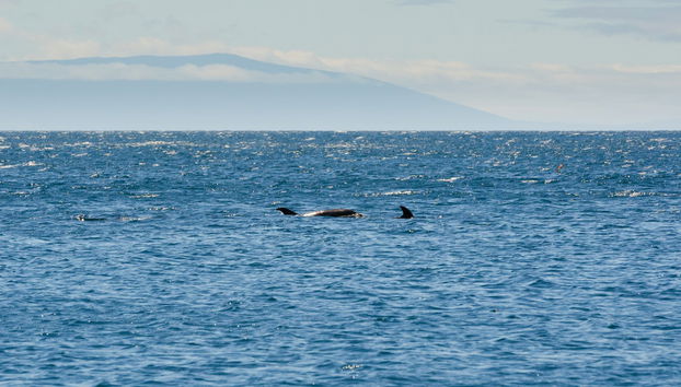 Pinzón Island Snorkelling Activity - Foto 5