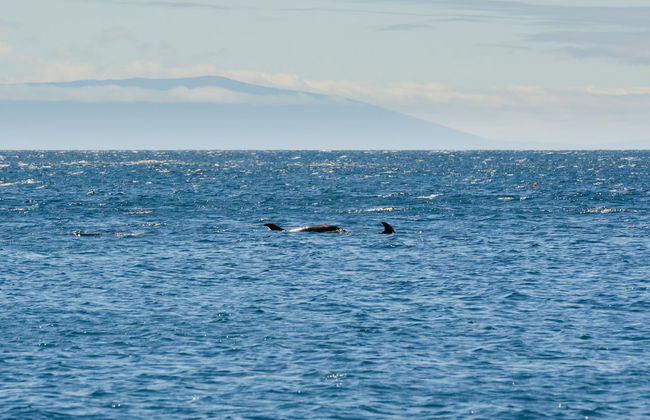 Pinzón Island Snorkelling Activity - Foto 5