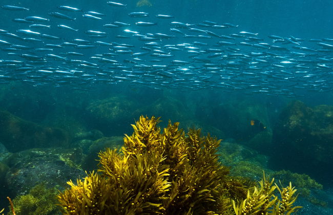 Snorkel en la isla Pinzón - Foto 3