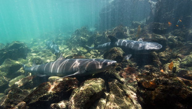 Pinzón Island Snorkelling Activity - Foto 4
