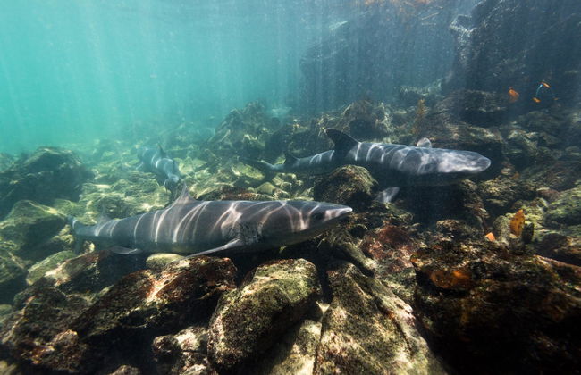 Pinzón Island Snorkelling Activity - Foto 4
