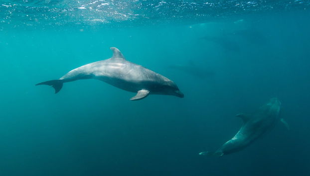 Pinzón Island Snorkelling Activity - Foto 3