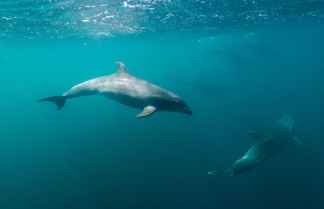 Pinzón Island Snorkelling Activity - Foto 3