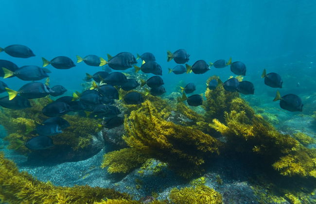 Pinzón Island Snorkelling Activity - Foto 1