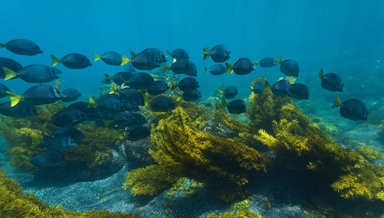 Pinzón Island Snorkelling Activity - Foto 1