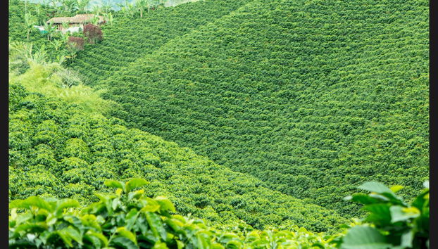 Tour del caffè a Cali - Foto 2