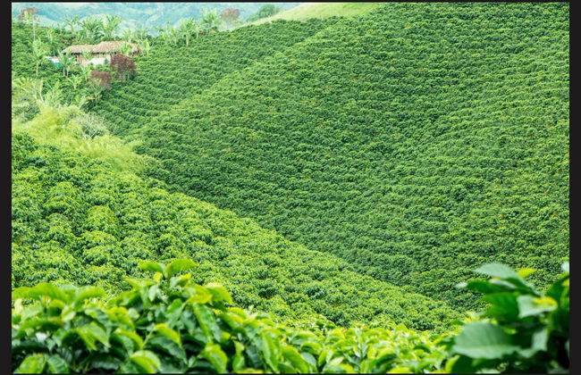 Tour del caffè a Cali - Foto 2