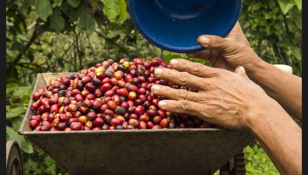 Tour del caffè a Cali - Foto 3