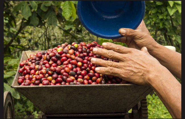 Tour del caffè a Cali - Foto 3