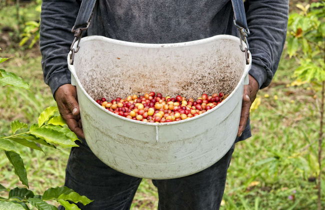 Tour del caffè a Cali - Foto 5