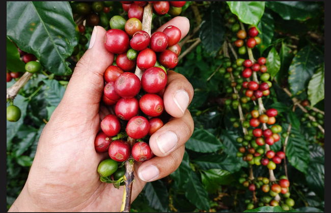 Tour del caffè a Cali - Foto 1