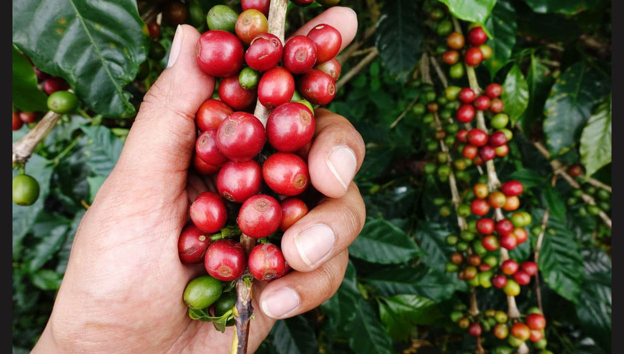 Tour del caffè a Cali - Foto 1