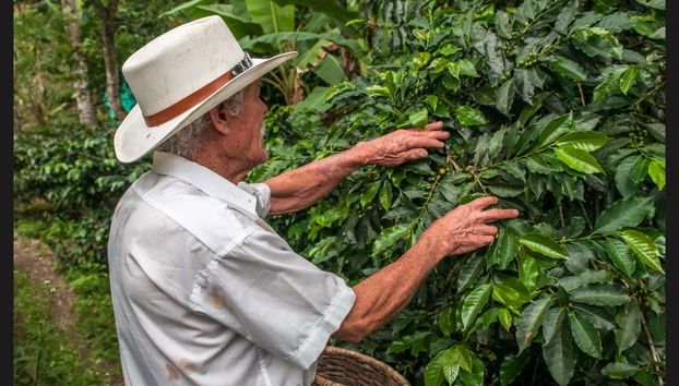 Tour del caffè a Cali - Foto 4