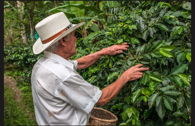 Tour del caffè a Cali - Foto 4