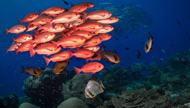 Pesca al amanecer o al atardecer en Addu - Foto 4