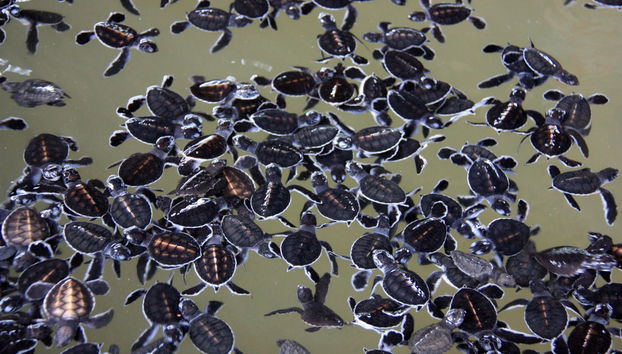 Excursão privada a Balapitiya + Criadouro de tartarugas de Kosgoda - Foto 5