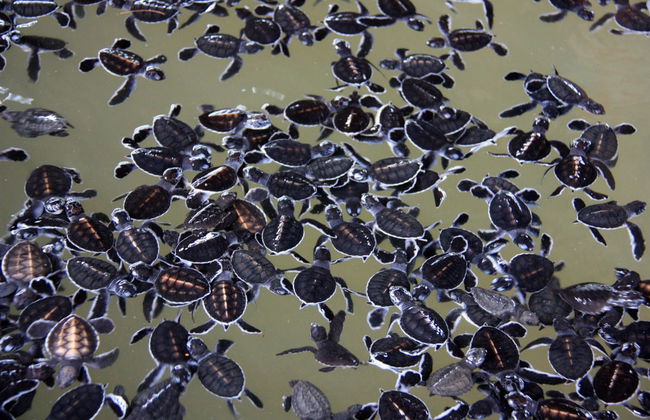 Balapitiya and Kosgoda Turtle Hatchery Private Trip - Foto 5