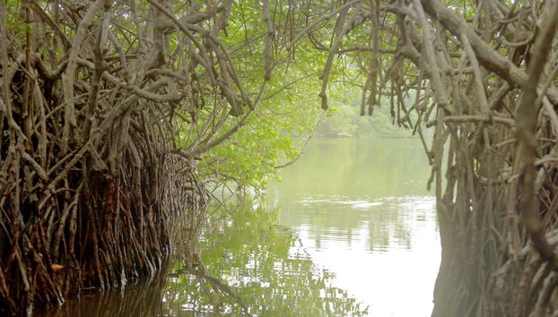 Excursão privada a Balapitiya + Criadouro de tartarugas de Kosgoda - Foto 2