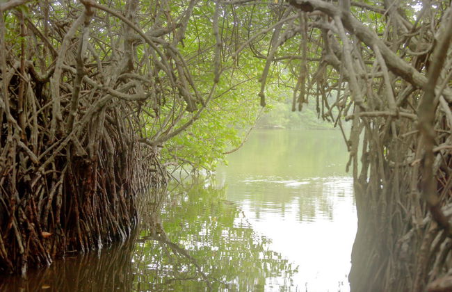 Balapitiya and Kosgoda Turtle Hatchery Private Trip - Foto 2