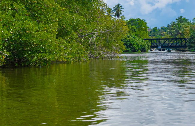 Excursión privada a Balapitiya + Criadero de tortugas de Kosgoda - Foto 2
