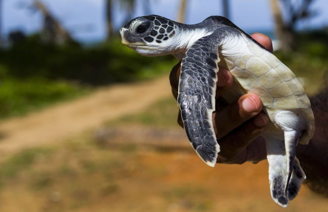 Balapitiya and Kosgoda Turtle Hatchery Private Trip - Foto 1