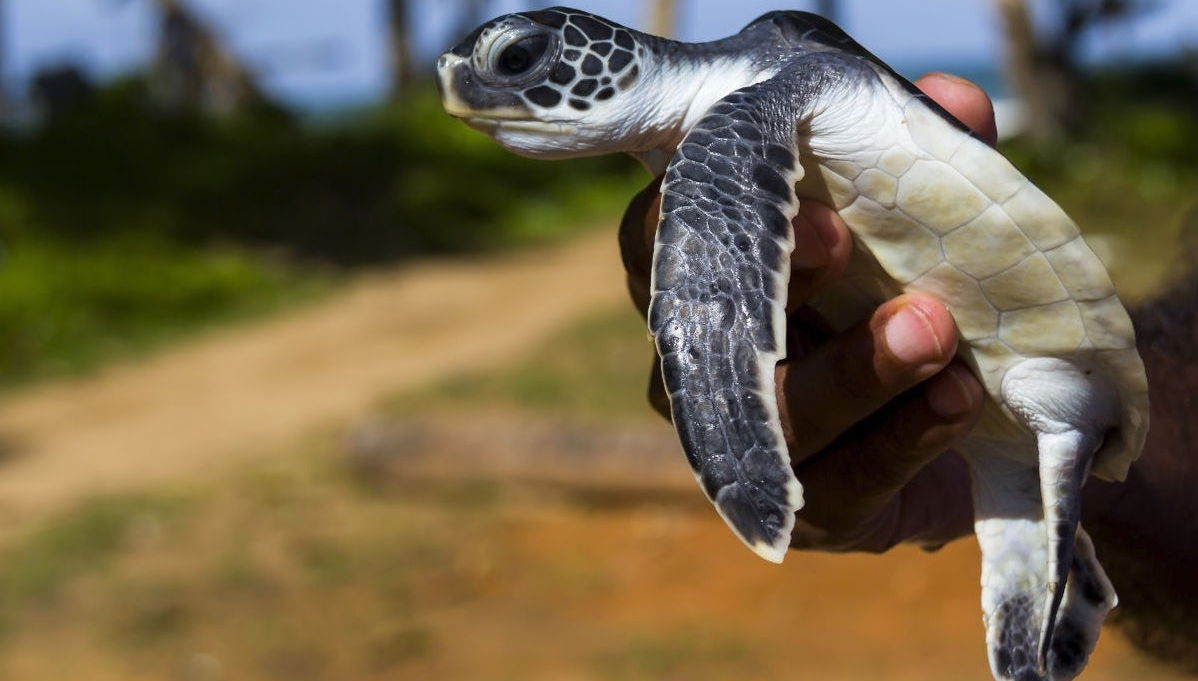 Excursão privada a Balapitiya + Criadouro de tartarugas de Kosgoda - Foto 1
