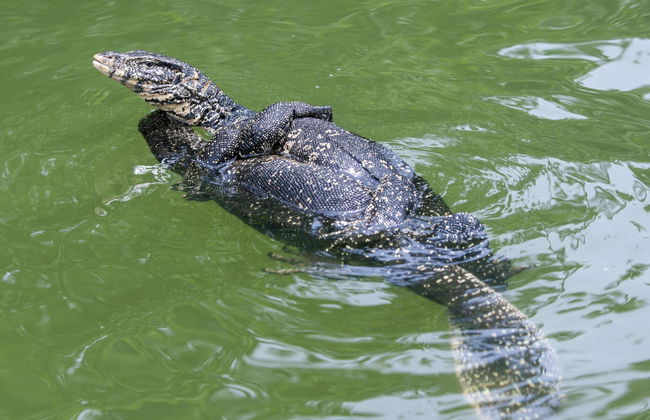 Balapitiya and Kosgoda Turtle Hatchery Private Trip - Foto 6