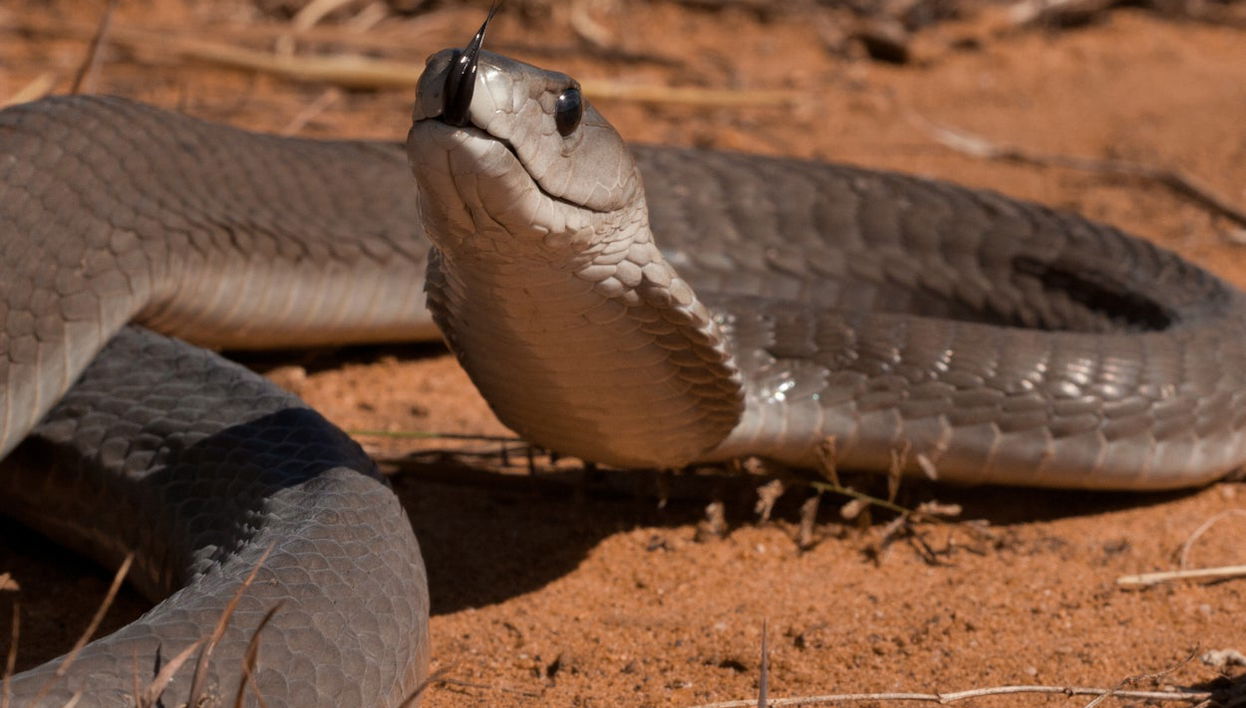 Escursione alla Bio-Ken Snake Farm - Foto 1