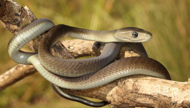 Escursione alla Bio-Ken Snake Farm - Foto 2