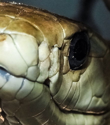 Foto - Escursione alla Bio-Ken Snake Farm