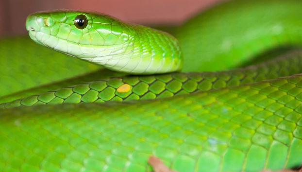 Escursione alla Bio-Ken Snake Farm - Foto 5