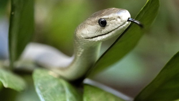 Escursione alla Bio-Ken Snake Farm - Foto 3