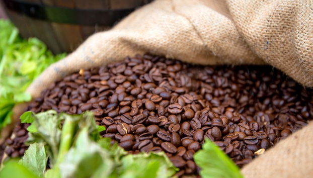 Tour do café orgânico pela fazenda Rainforest - Foto 3