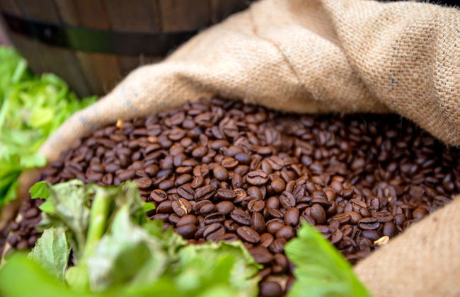 Rainforest Farm Organic Coffee Tour - Photo 3