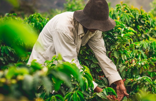 Rainforest Farm Organic Coffee Tour - Photo 6