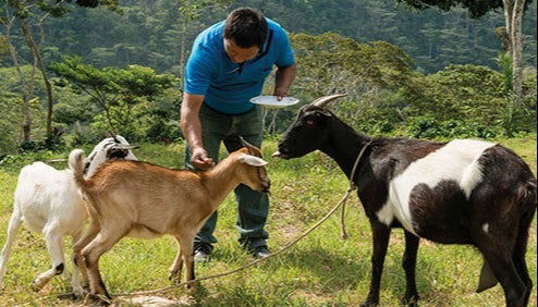 Tour do café orgânico pela fazenda Rainforest - Foto 5