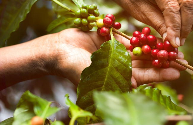 Tour del café orgánico por la finca Rainforest - Foto 3